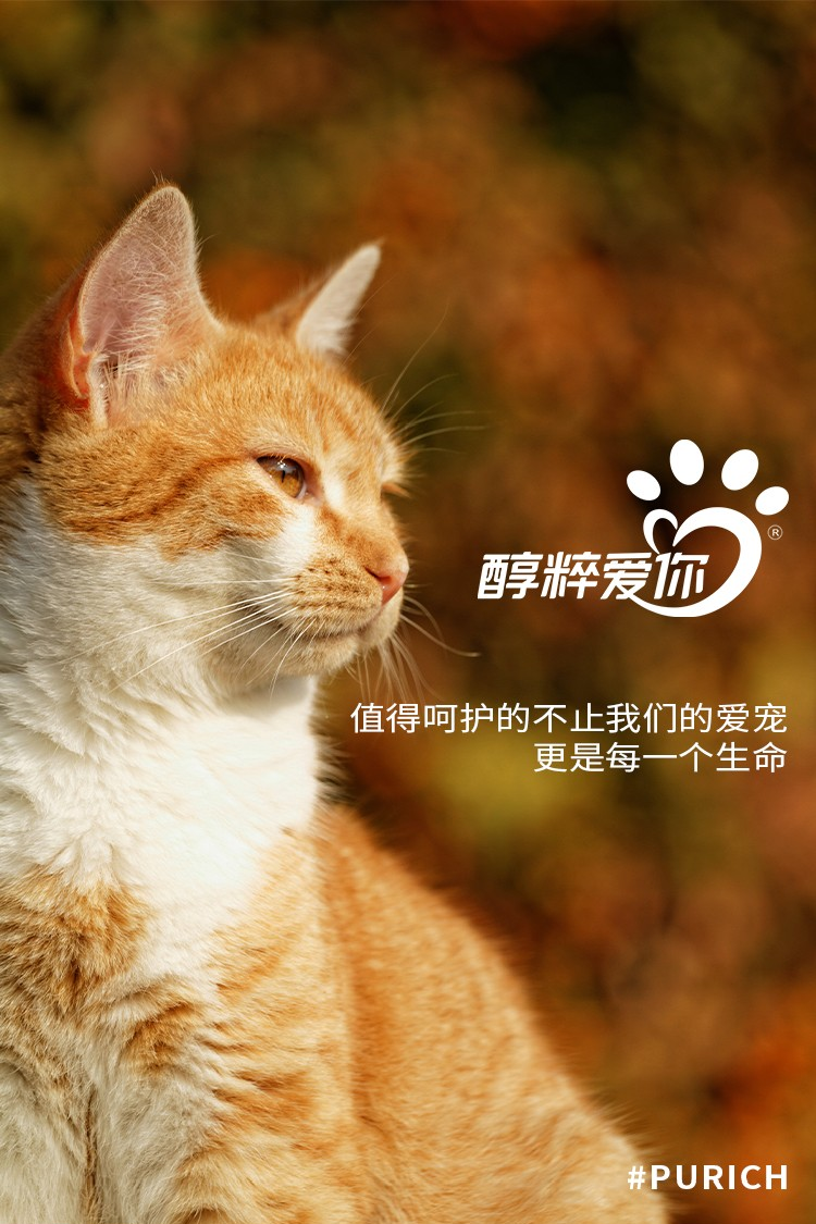 2026年如何选择适合幼猫的猫粮才能让挑食的小猫愿意吃？（图ZMTU1Njk1ODQ=） - 评测 - 站酷设计师万象商业原创素材 - 站酷ZCOOL