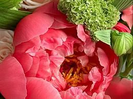 花事如旅：一程粉黛染春山