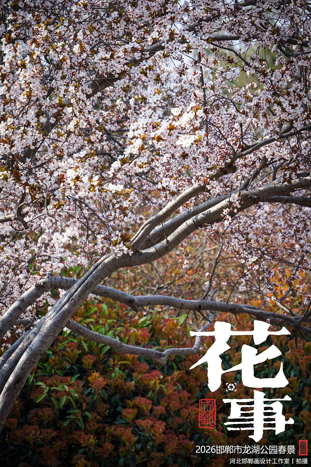 花事（图ZNDA2MTUxMDcy） - 人文/纪实摄影 - 站酷设计师画设计原创素材 - 站酷ZCOOL