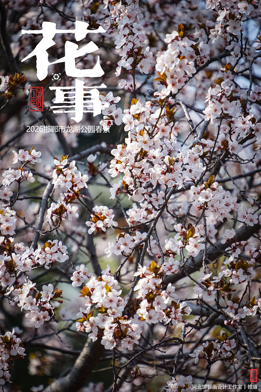 花事（图ZNDA2MTUxMDY4） - 人文/纪实摄影 - 站酷设计师画设计原创素材 - 站酷ZCOOL