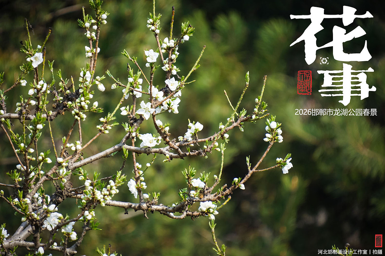 花事（图ZNDA2MTUxMDgw） - 人文/纪实摄影 - 站酷设计师画设计原创素材 - 站酷ZCOOL