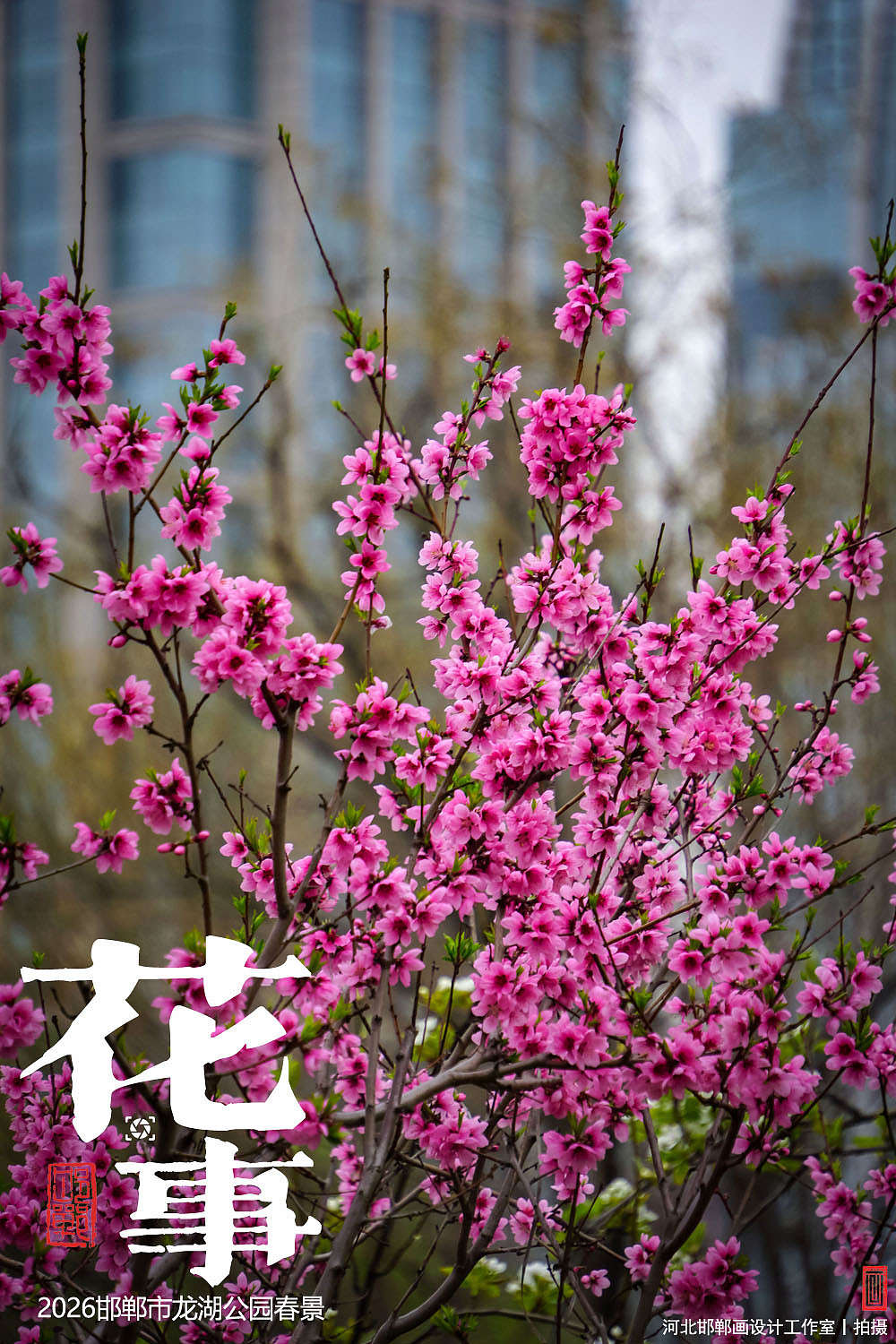 花事（图ZNDA2MTUxMTAw） - 人文/纪实摄影 - 站酷设计师画设计原创素材 - 站酷ZCOOL