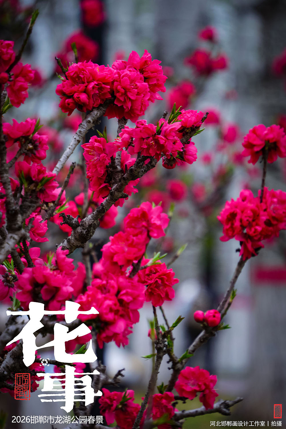 花事（图ZNDA2MTUxMTIw） - 人文/纪实摄影 - 站酷设计师画设计原创素材 - 站酷ZCOOL