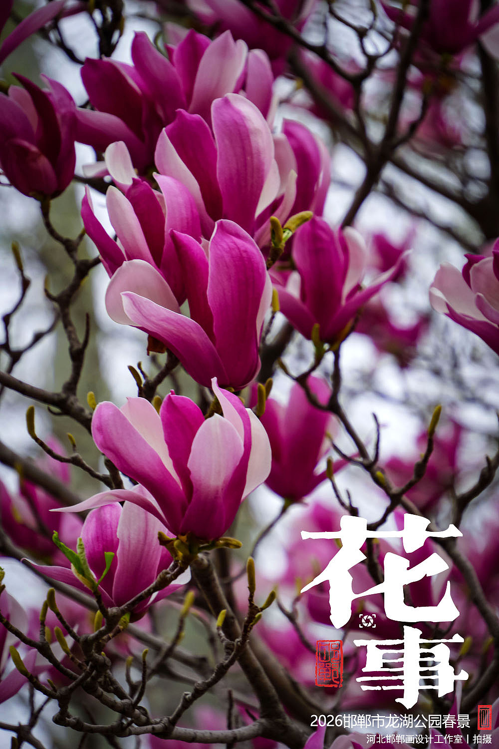 花事（图ZNDA2MTUxMTI0） - 人文/纪实摄影 - 站酷设计师画设计原创素材 - 站酷ZCOOL