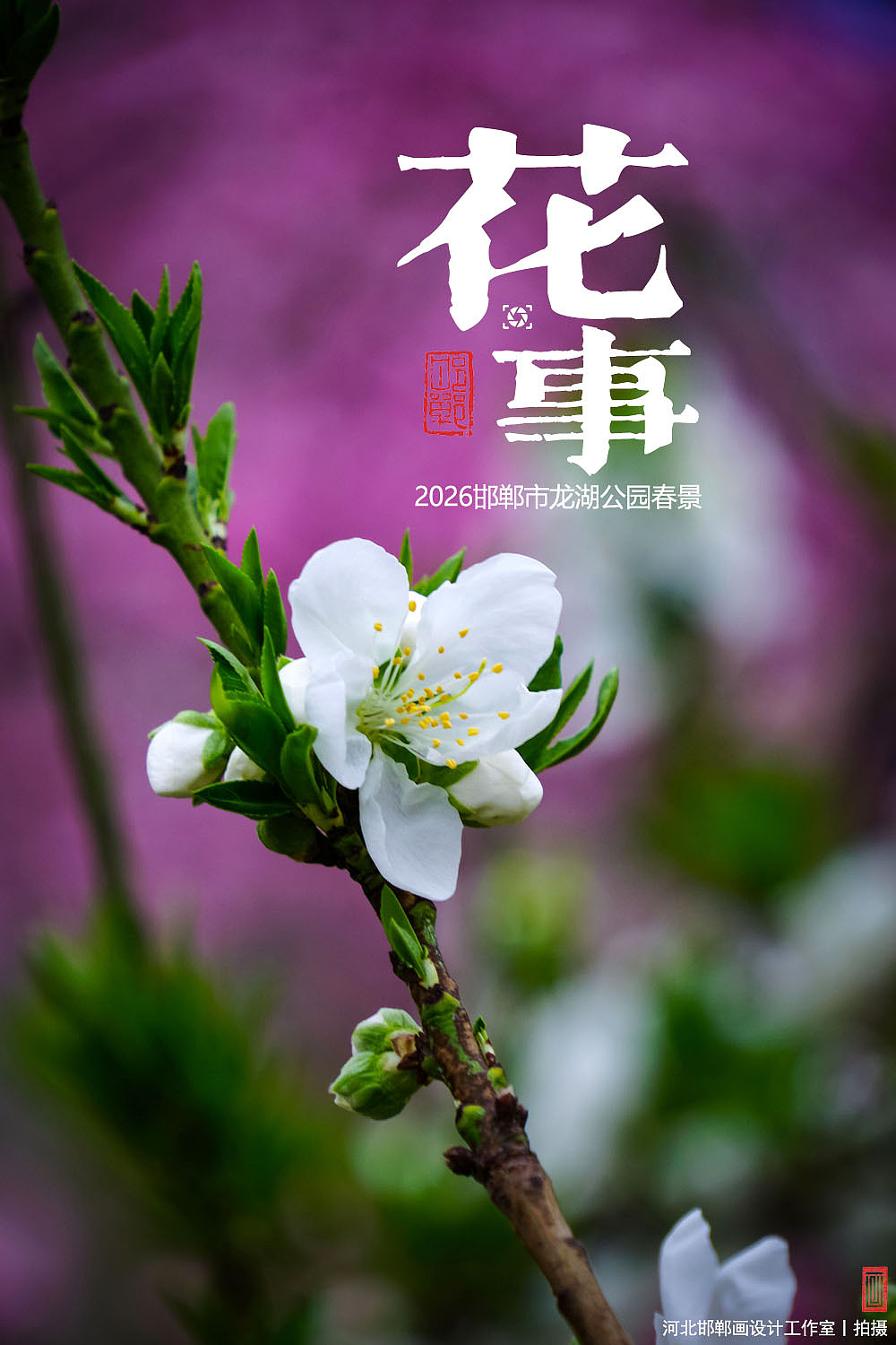 花事（图ZNDA2MTUxMTMy） - 人文/纪实摄影 - 站酷设计师画设计原创素材 - 站酷ZCOOL