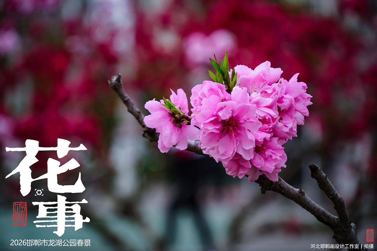 花事（图ZNDA2MTUxMTI4） - 人文/纪实摄影 - 站酷设计师画设计原创素材 - 站酷ZCOOL