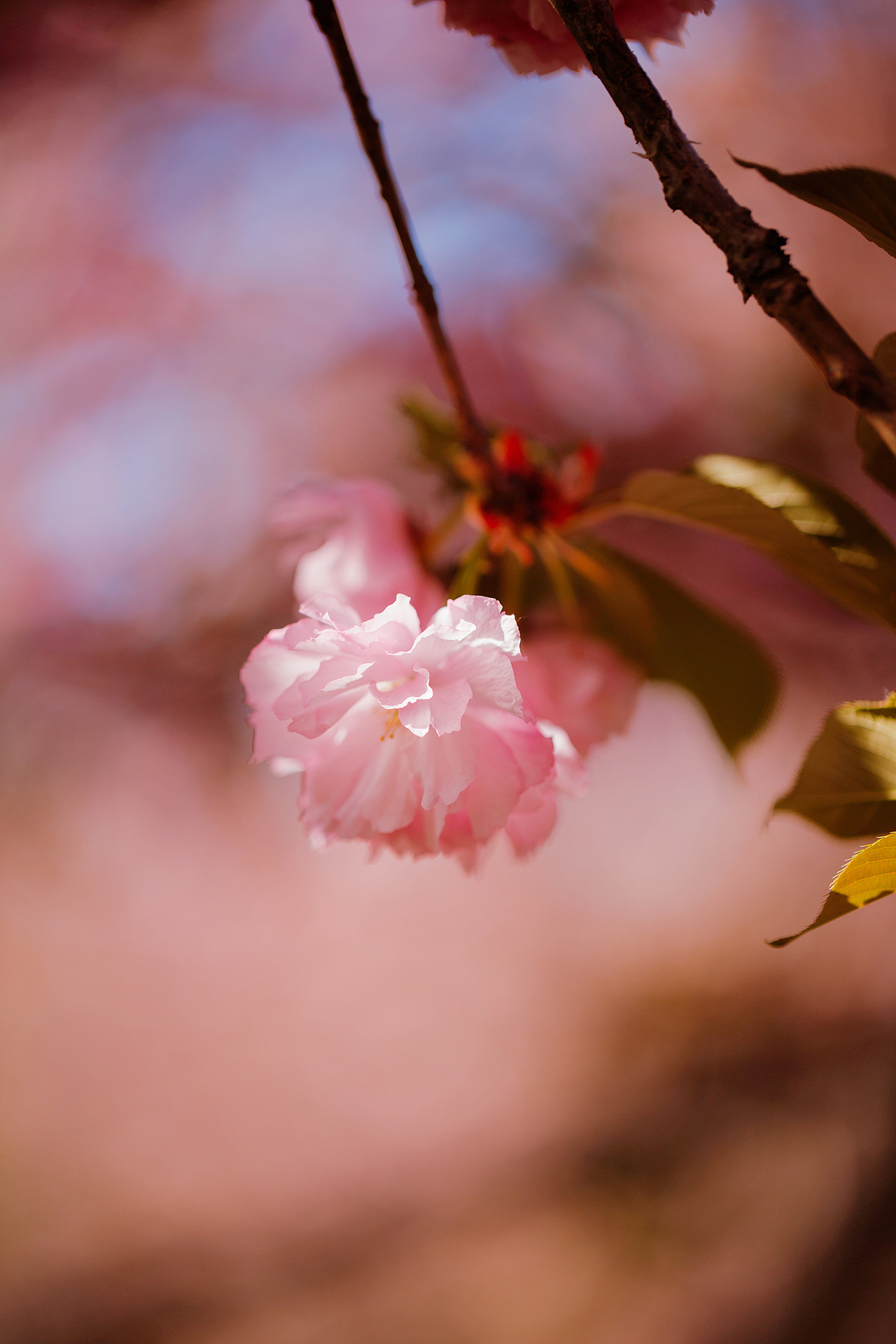 魏祠晚樱（图ZNDA2MTUyMTcy） - 其他摄影 - 站酷设计师pear1103原创素材 - 站酷ZCOOL