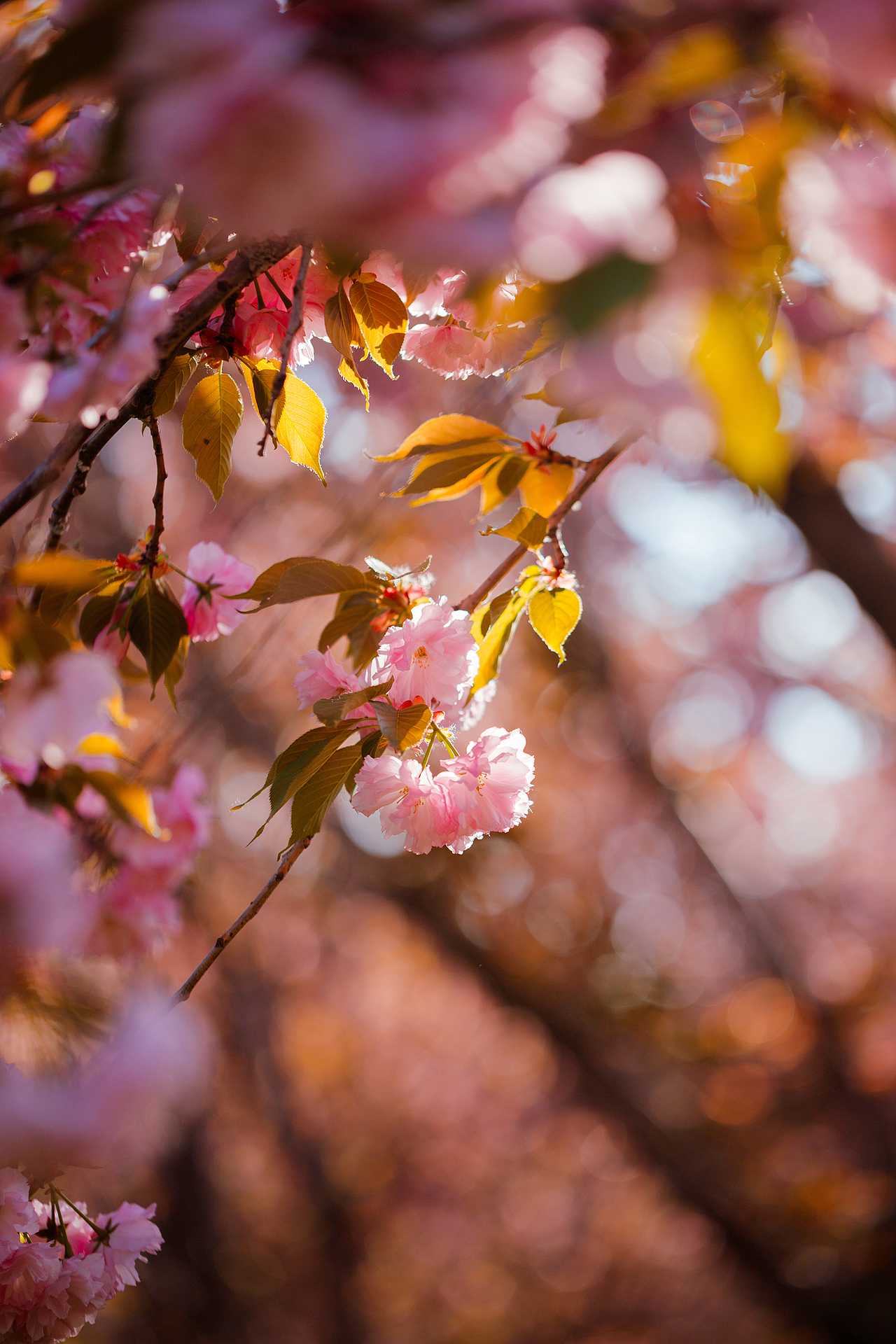 魏祠晚樱（图ZNDA2MTUyMjg0） - 其他摄影 - 站酷设计师pear1103原创素材 - 站酷ZCOOL