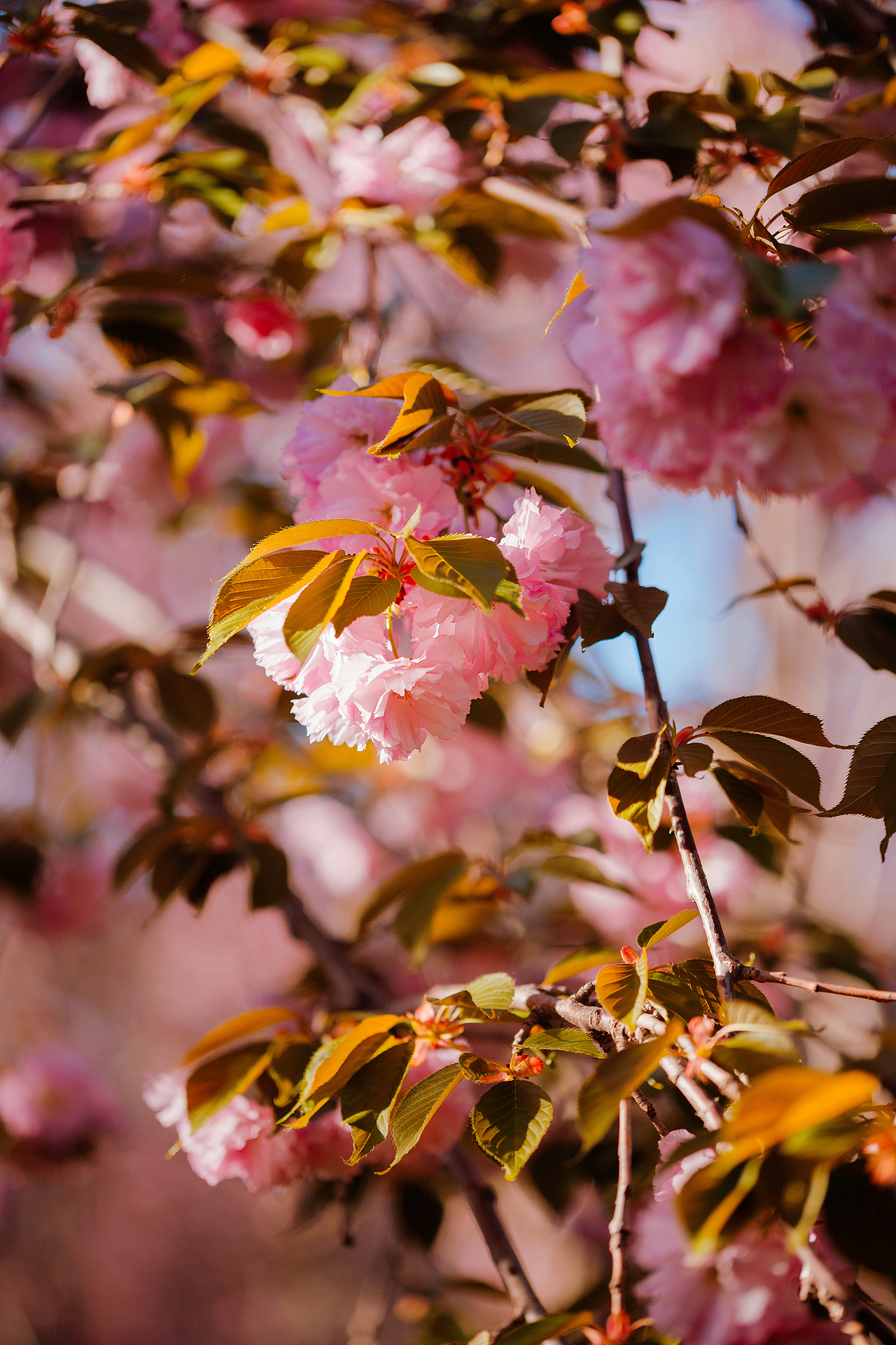 魏祠晚樱（图ZNDA2MTUyMTc2） - 其他摄影 - 站酷设计师pear1103原创素材 - 站酷ZCOOL