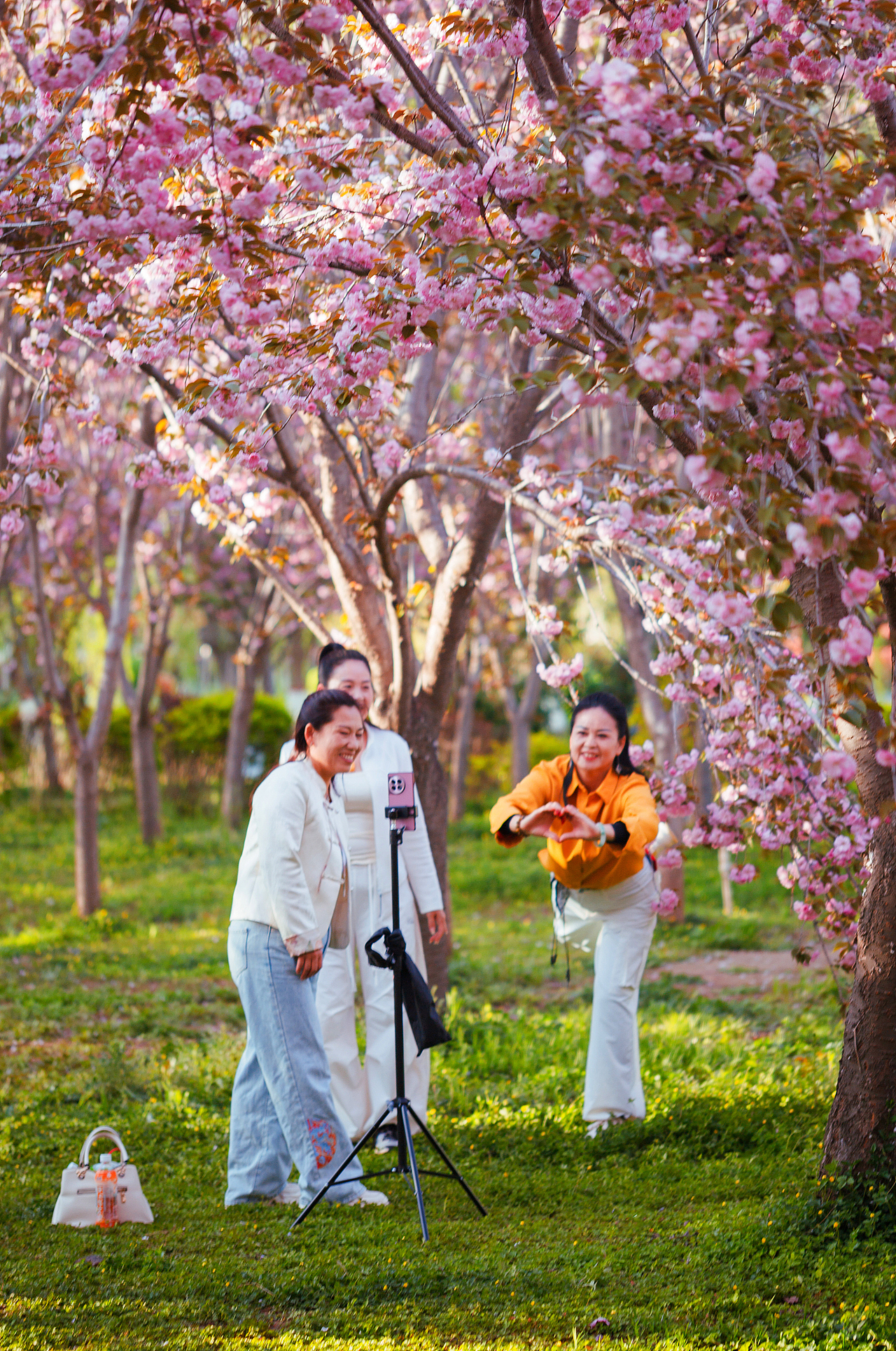 魏祠晚樱（图ZNDA2MTUyMTk2） - 其他摄影 - 站酷设计师pear1103原创素材 - 站酷ZCOOL