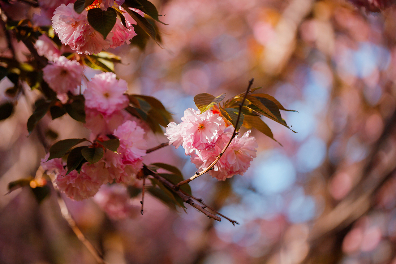 魏祠晚樱（图ZNDA2MTUyMTg0） - 其他摄影 - 站酷设计师pear1103原创素材 - 站酷ZCOOL