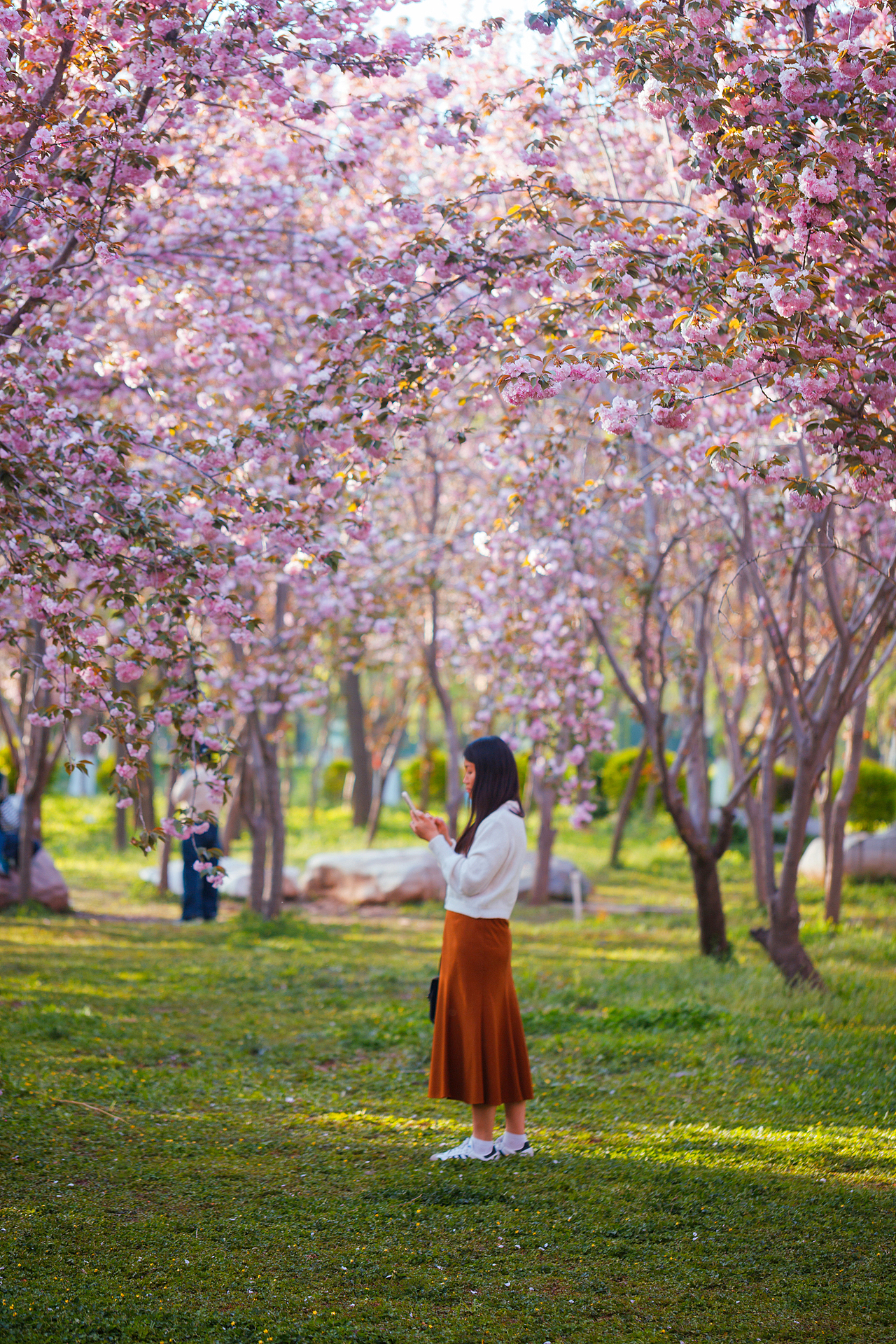 魏祠晚樱（图ZNDA2MTUyMTky） - 其他摄影 - 站酷设计师pear1103原创素材 - 站酷ZCOOL