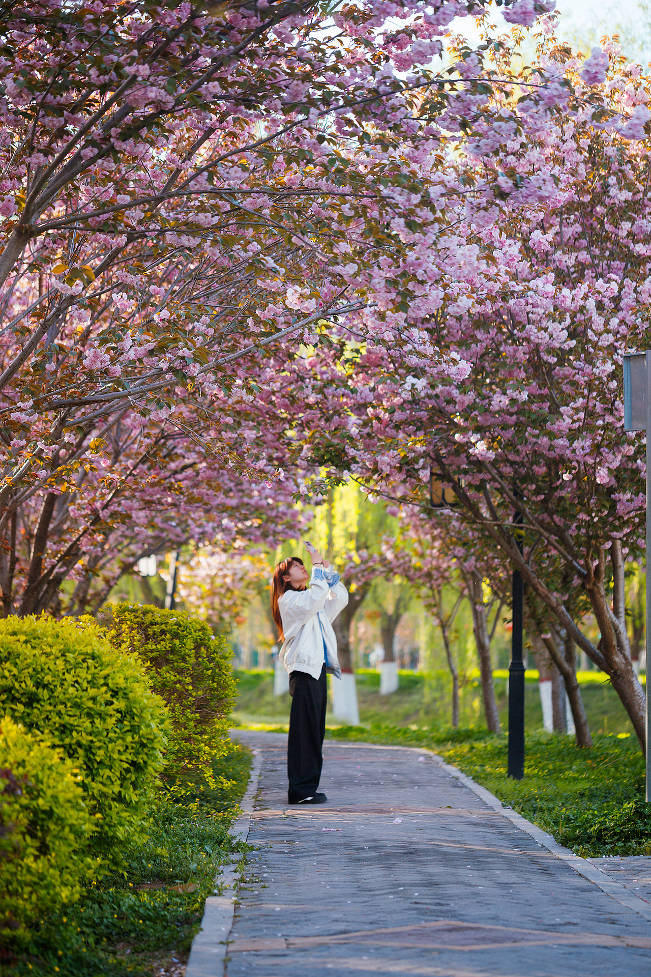 魏祠晚樱（图ZNDA2MTUyMzE2） - 其他摄影 - 站酷设计师pear1103原创素材 - 站酷ZCOOL