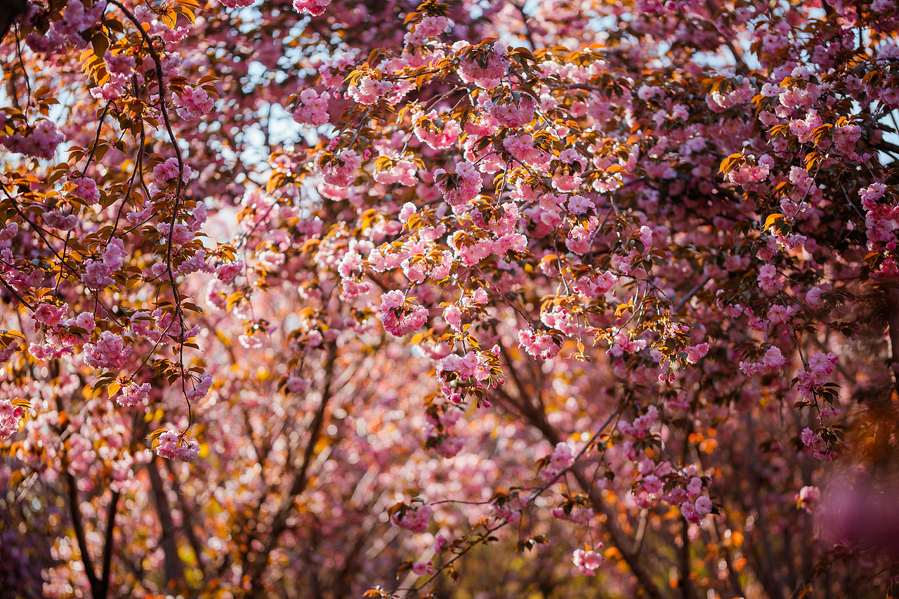 魏祠晚樱（图ZNDA2MTUyMjk2） - 其他摄影 - 站酷设计师pear1103原创素材 - 站酷ZCOOL