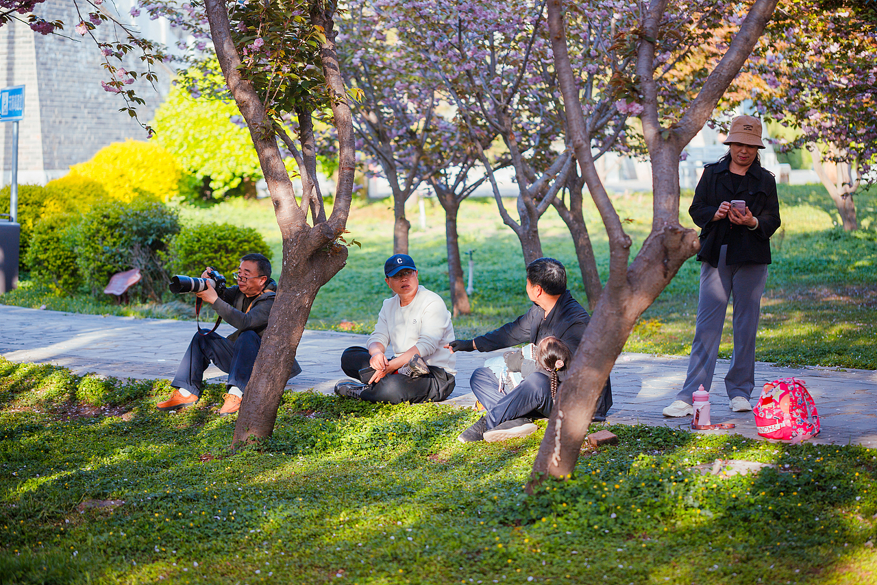 魏祠晚樱（图ZNDA2MTUyMzA4） - 其他摄影 - 站酷设计师pear1103原创素材 - 站酷ZCOOL