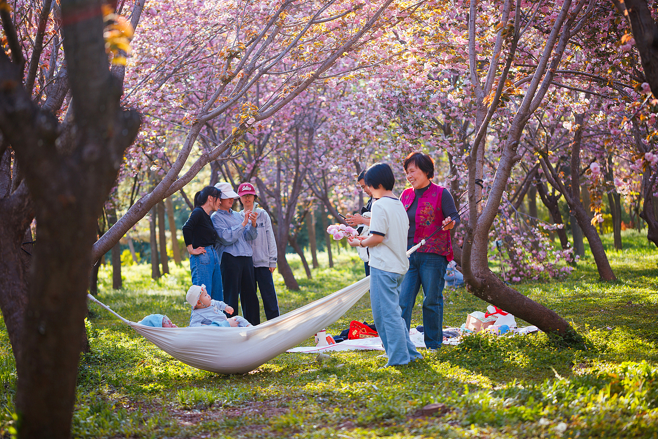 魏祠晚樱（图ZNDA2MTUyMzAw） - 其他摄影 - 站酷设计师pear1103原创素材 - 站酷ZCOOL
