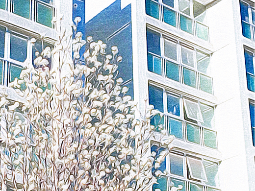 花开