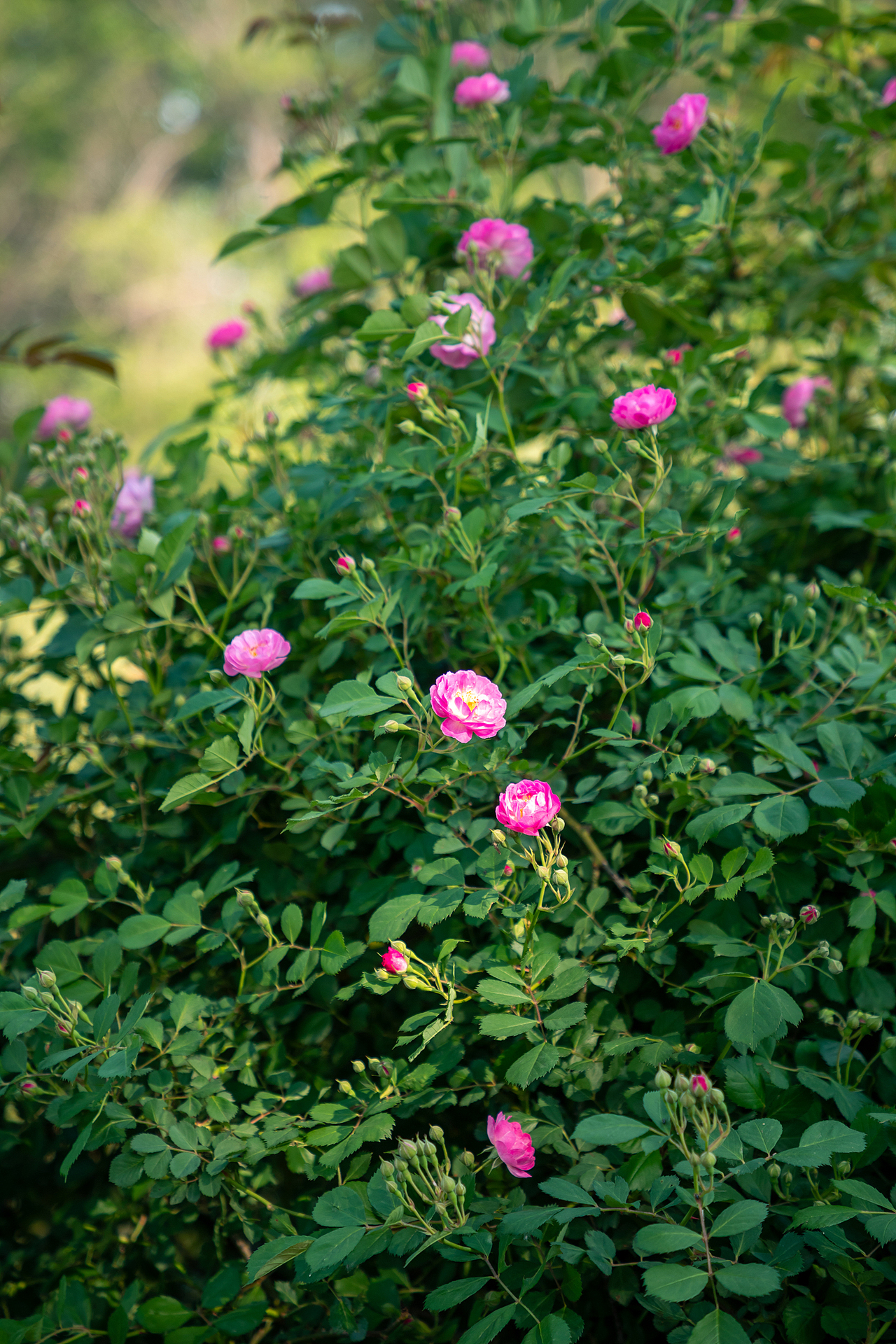 绿静春深（图ZNDA2MTgyMjcy） - 其他摄影 - 站酷设计师pear1103原创素材 - 站酷ZCOOL