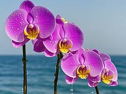 牵牛花、青玉米、水稿、蓝天白云、