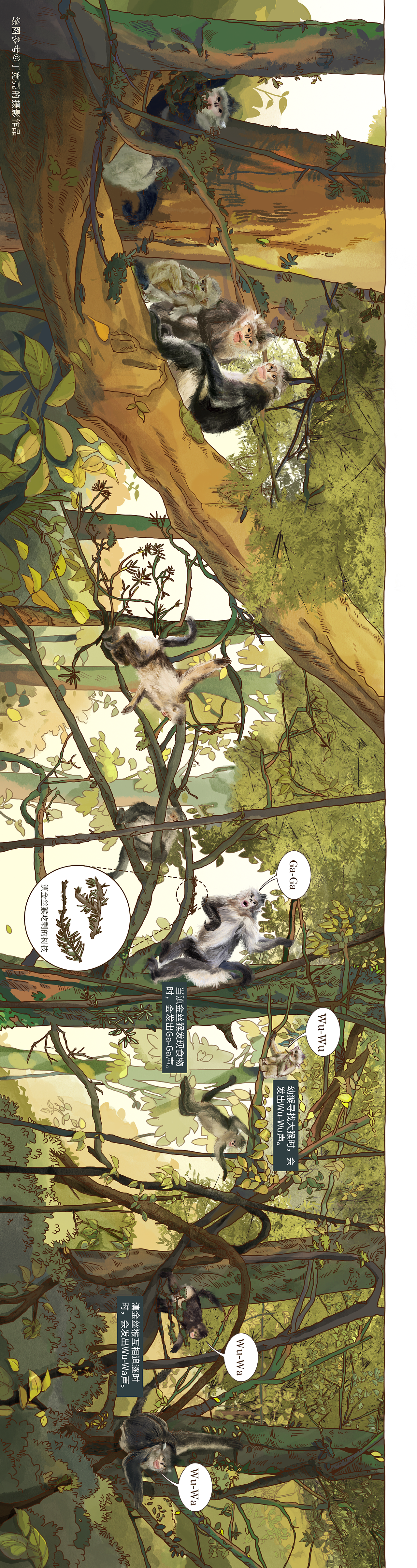 滇金丝猴手绘 | 图书插画（图ZNDA2MjI3Mzgw） - 商业插画 - 站酷设计师王天咦原创素材 - 站酷ZCOOL
