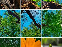 老树皮新叶与明黄花，镜头定格夏日爽劲