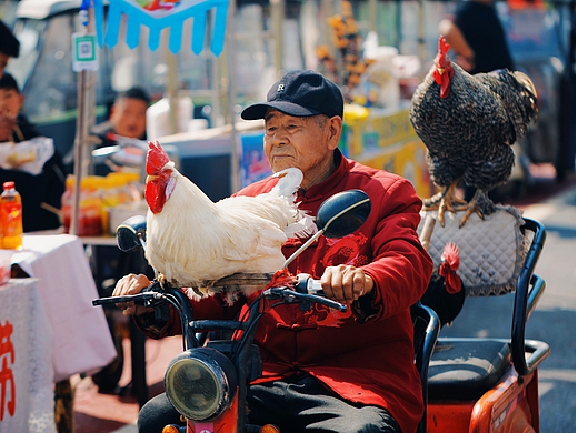耍鸡老人