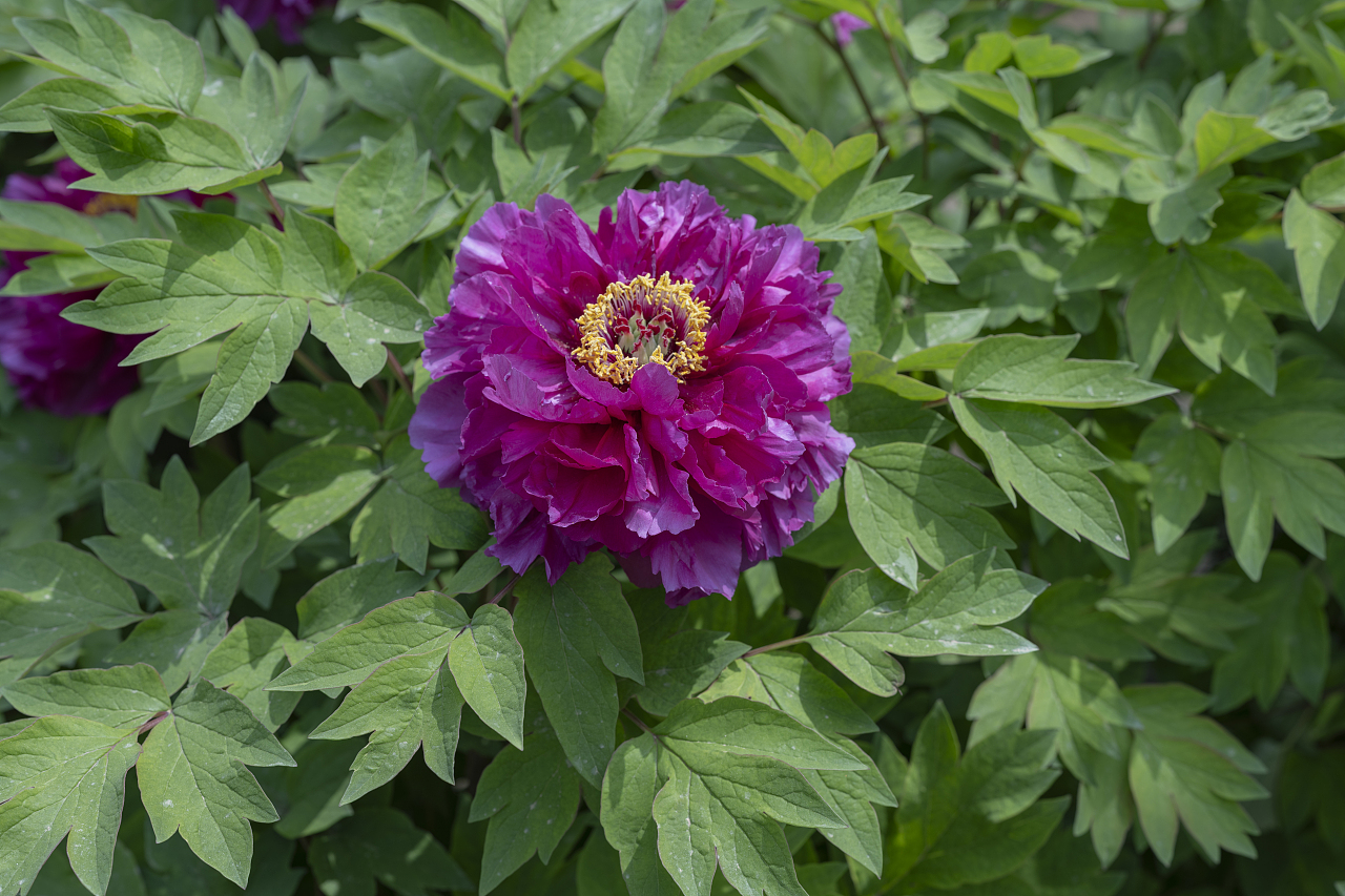 赏牡丹（图ZNDA2MjQxNTI0） - 风光摄影 - 站酷设计师聕鈊原创素材 - 站酷ZCOOL