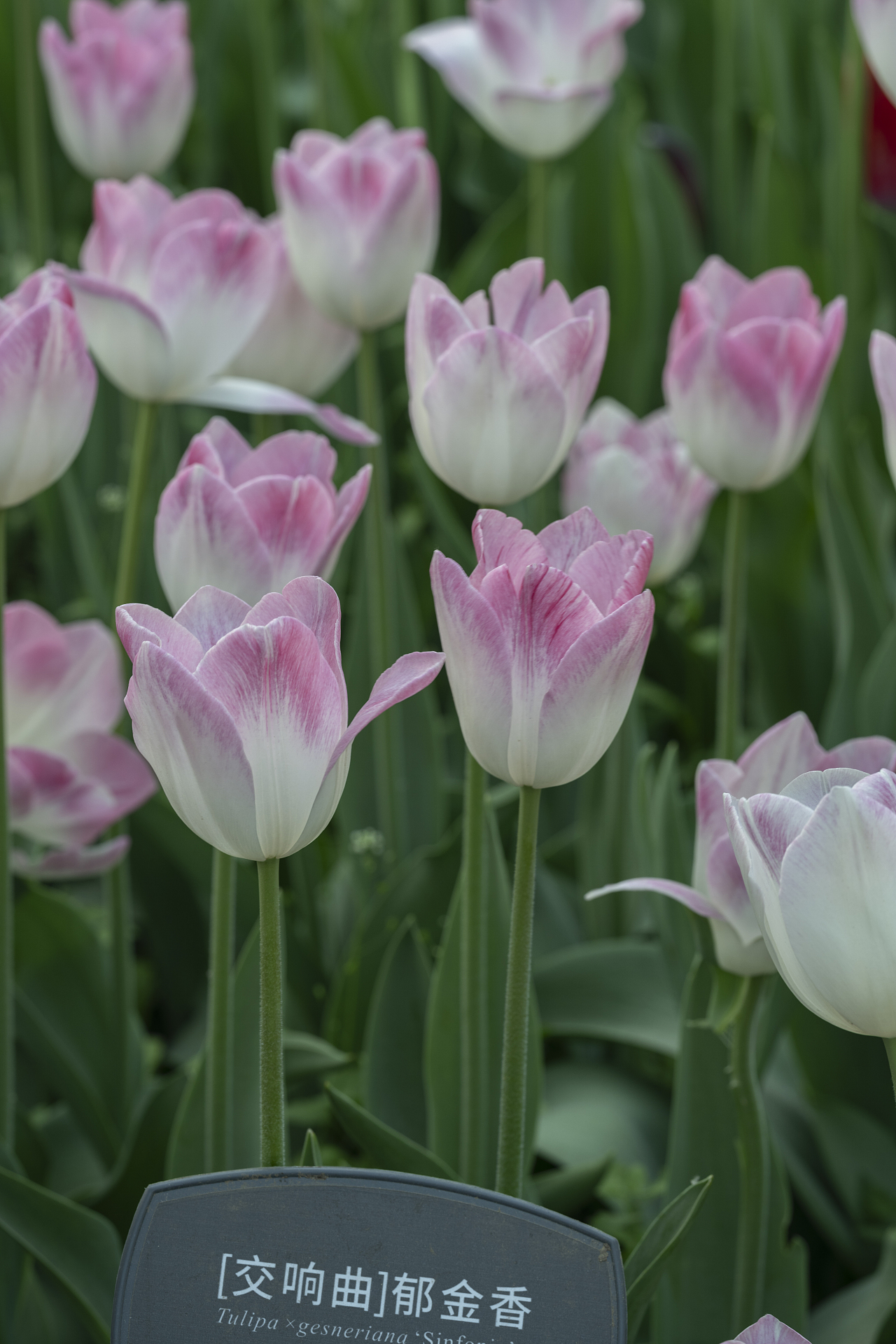 粉色郁金香花海（图ZNDA2MjQ1Mjcy） - 其他摄影 - 站酷设计师聕鈊原创素材 - 站酷ZCOOL