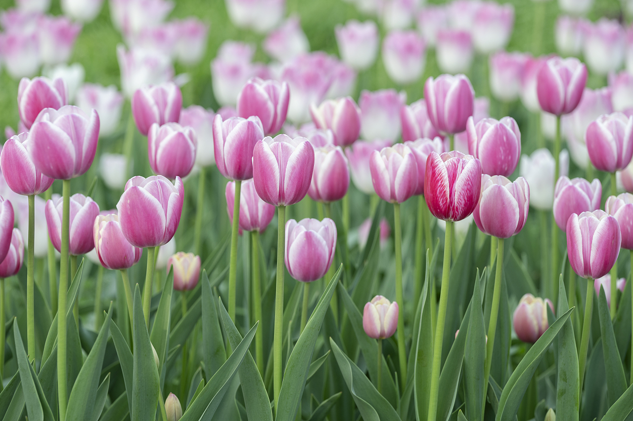 粉色郁金香花海（图ZNDA2MjQ1MjYw） - 其他摄影 - 站酷设计师聕鈊原创素材 - 站酷ZCOOL