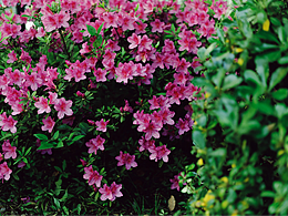 又见花开