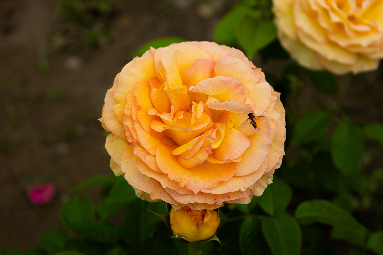 月季花（图ZNDA2MzQwODE2） - 风光摄影 - 站酷设计师爱吃香菜的虎虎原创素材 - 站酷ZCOOL
