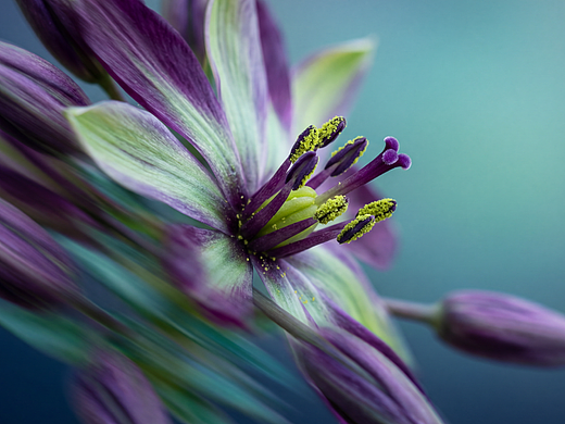 Afterimages of Bloom