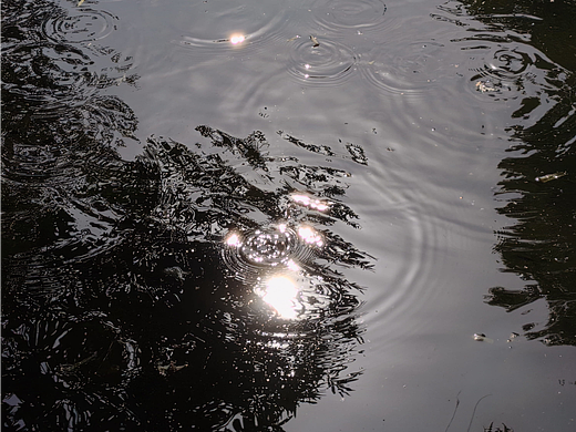 手机摄影｜公园随拍