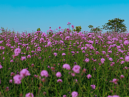 深圳陌上花公園五畝田馬鞭草花海