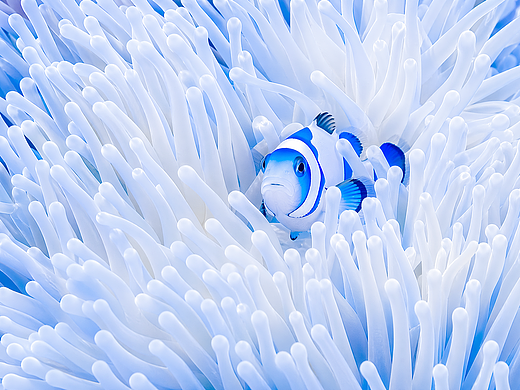 In the Heart of the Ocean's Embrace