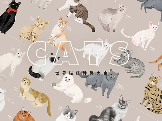 原创手绘扁平风插画案例:成套70+猫咪种类信息图设计