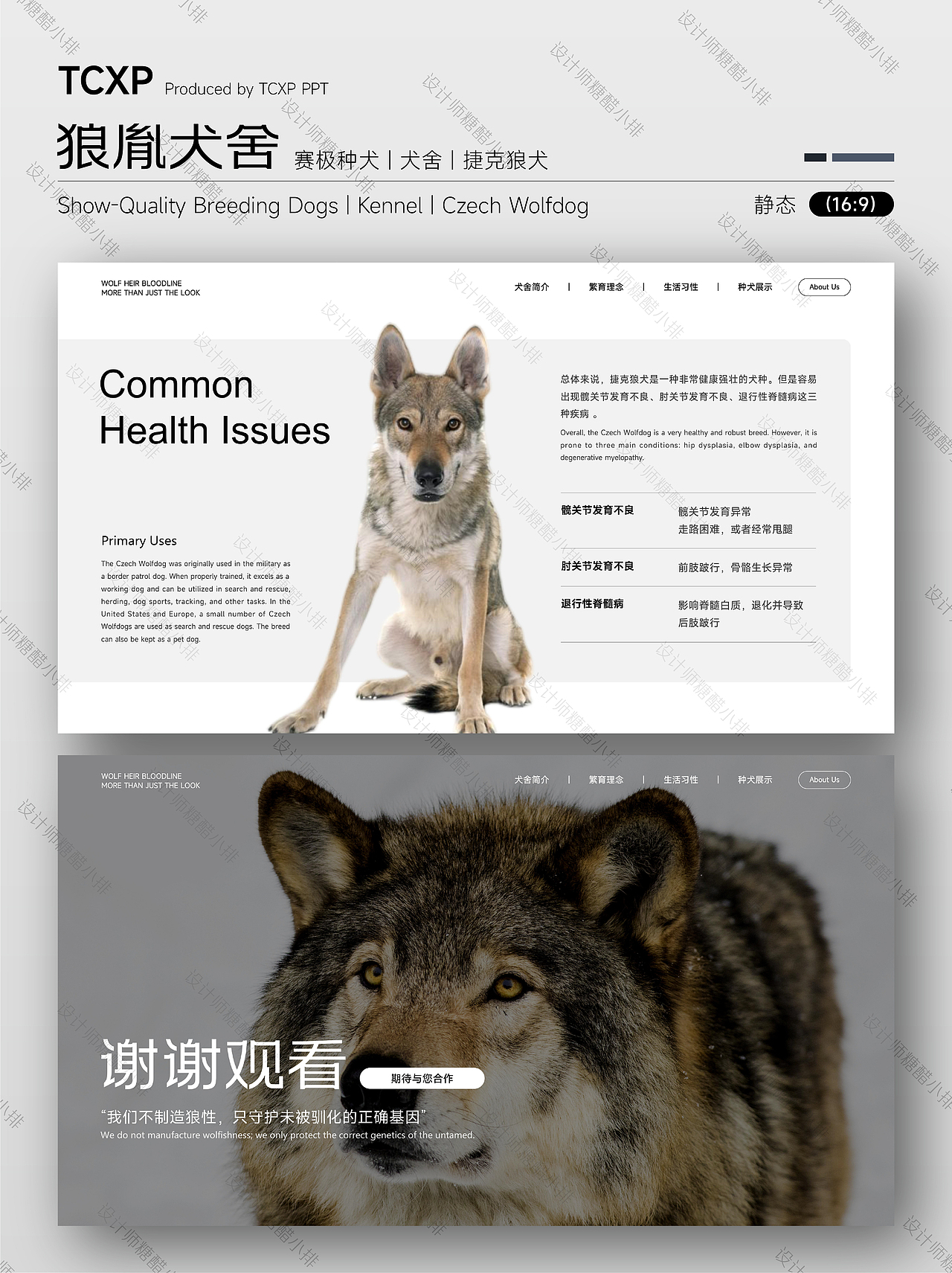 狼胤犬舍PPT-承狼魂之魄，铸犬中传奇（图ZNDA2NTc3MjA4） - PPT/Keynote - 站酷设计师设计师糖醋小排原创素材 - 站酷ZCOOL