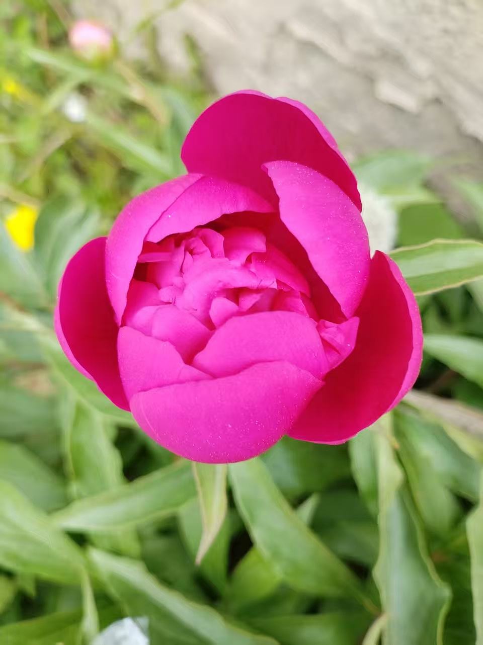 1.含苞待放的牡丹花，红玫瑰花，小皱菊（图ZNDA2NjU4MjU2） - 宣传片 - 站酷设计师Z383172205原创素材 - 站酷ZCOOL