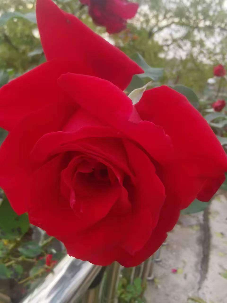 1.含苞待放的牡丹花，红玫瑰花，小皱菊（图ZNDA2NjU4MjYw） - 宣传片 - 站酷设计师Z383172205原创素材 - 站酷ZCOOL
