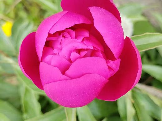 1.含苞待放的牡丹花，红玫瑰花，小皱菊