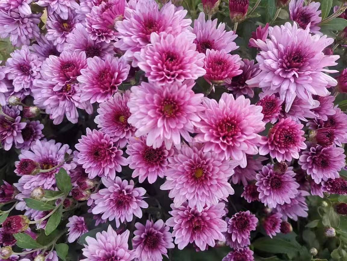 1.含苞待放的牡丹花，红玫瑰花，小皱菊（图ZNDA2NjU4MjY0） - 宣传片 - 站酷设计师Z383172205原创素材 - 站酷ZCOOL