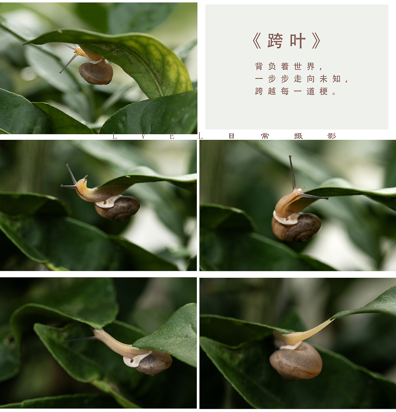 雨后很多小小蜗牛（图ZNDA2Njg3NjAw） - 其他摄影 - 站酷设计师LVEL原创素材 - 站酷ZCOOL