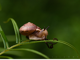 雨后很多小小蜗牛