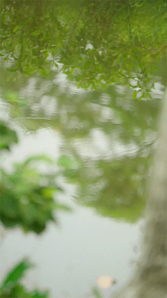 霸王茶姬｜「夏梦玫珑」花絮短片制作（图ZNDA2NzA3NTU2） - 短片 - 站酷设计师春生生画原创素材 - 站酷ZCOOL