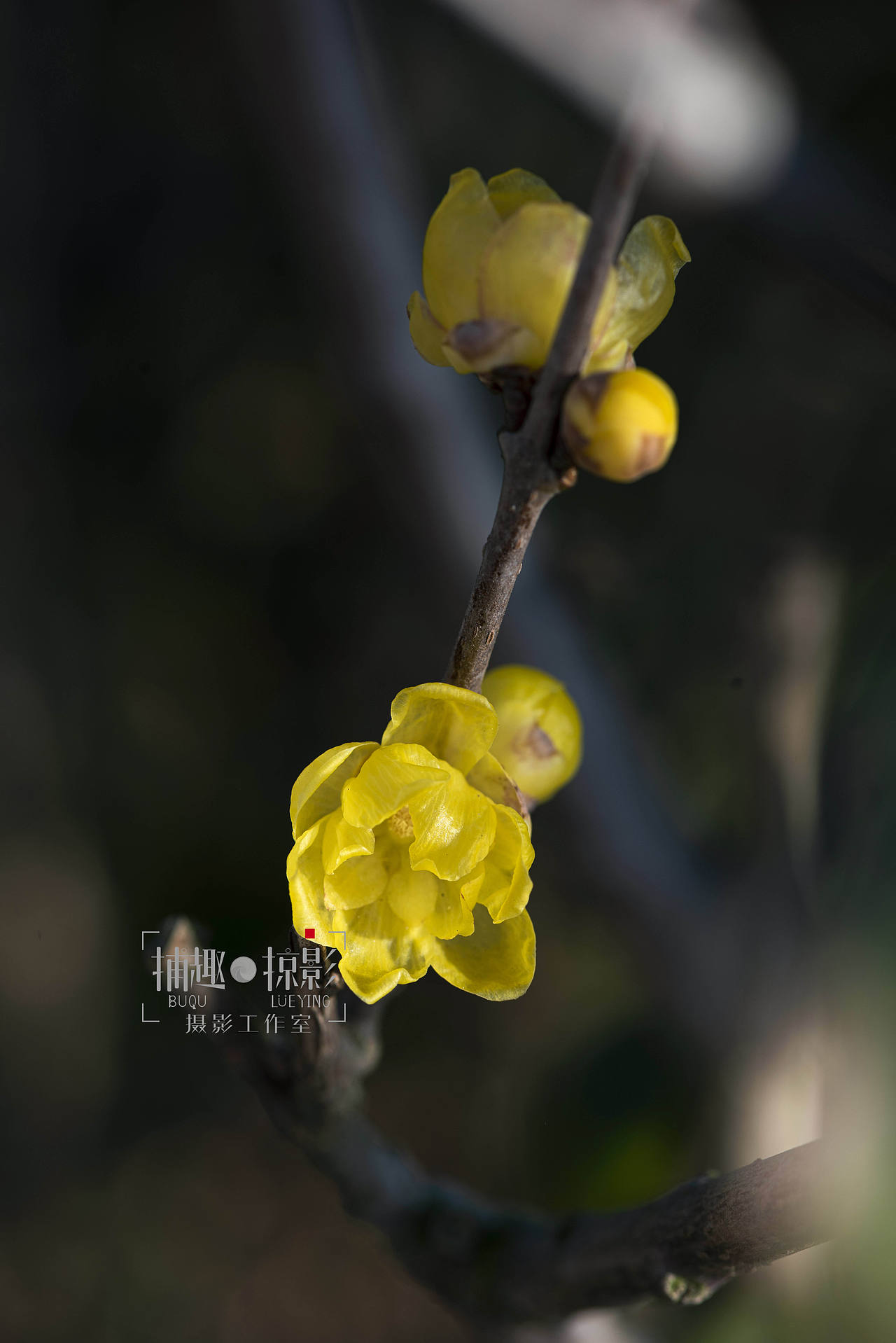 一些梅花（图ZNDA2OTU4Mjgw） - 其他摄影 - 站酷设计师小等一下原创素材 - 站酷ZCOOL