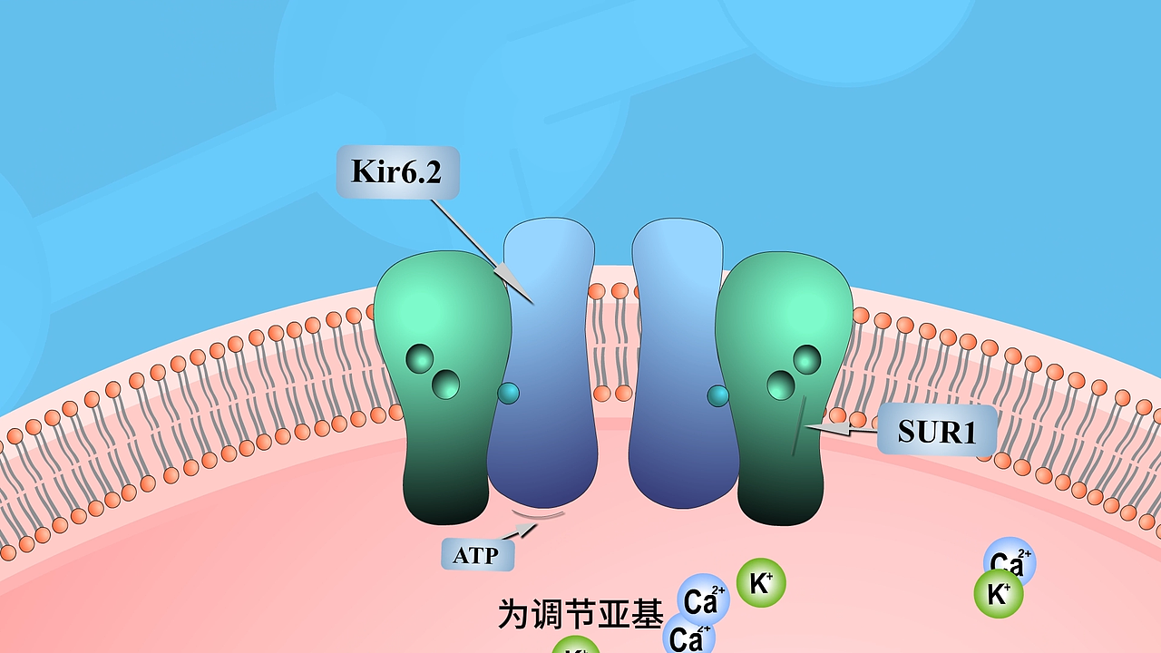 医学动画2D离子演示动画设计制作（图ZNDA3MDQ2NTA4） - 宣传片 - 站酷设计师曼兔动画设计定制原创素材 - 站酷ZCOOL