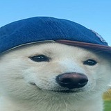 紫菜kim的头像