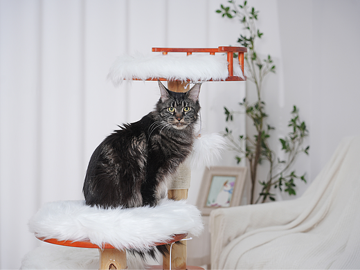 亚马逊猫爬架拍摄产品摄影主图设计详情排版宠物广视频