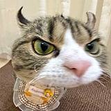 一根猫条的头像
