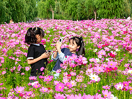 欢乐的花海